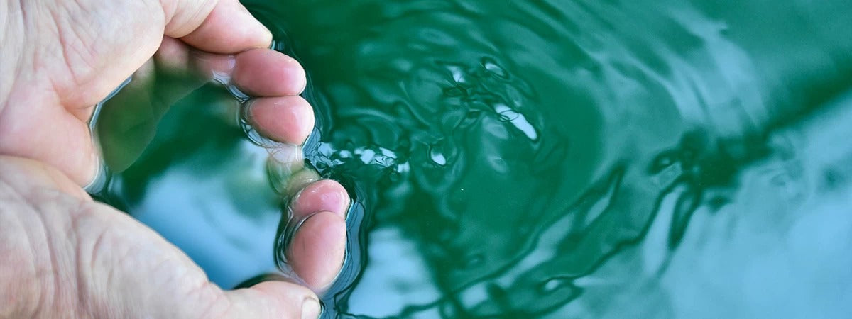 Coltivazione e produzione della Spirulina a Dolceacqua